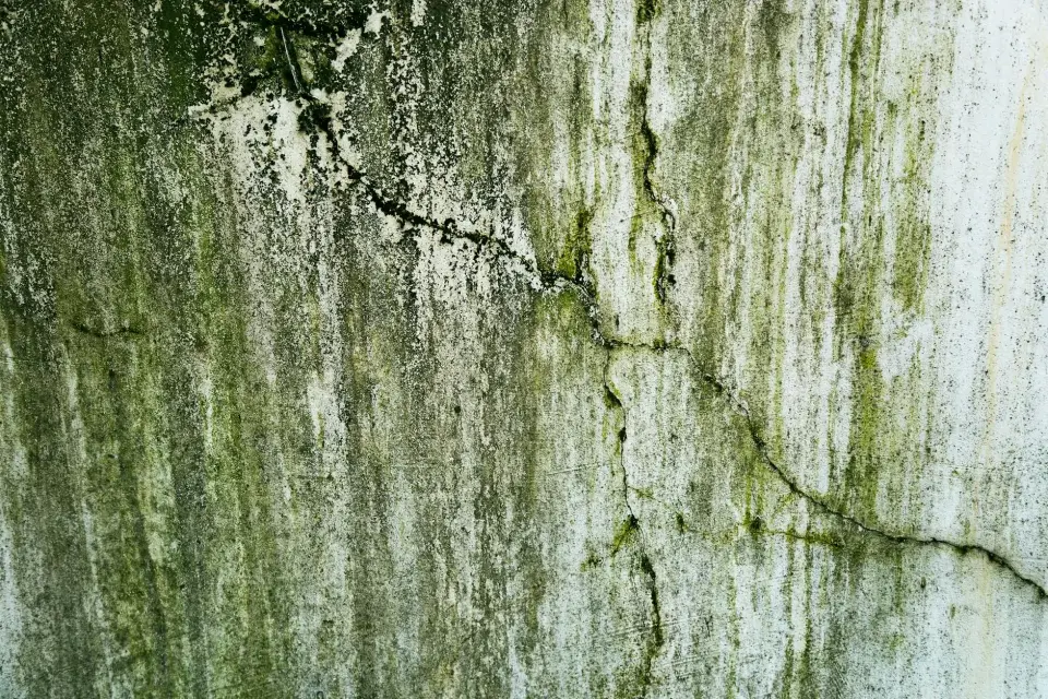 The Safesphere Mold Removal Story: Dedicated to Athens, GA